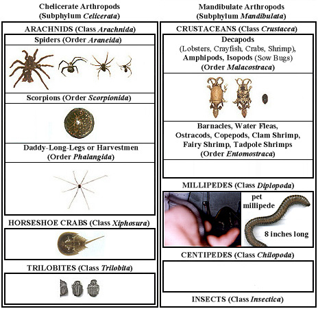 Pictures Of Arthropods. OTHER CLASSES OF ARTHROPODS